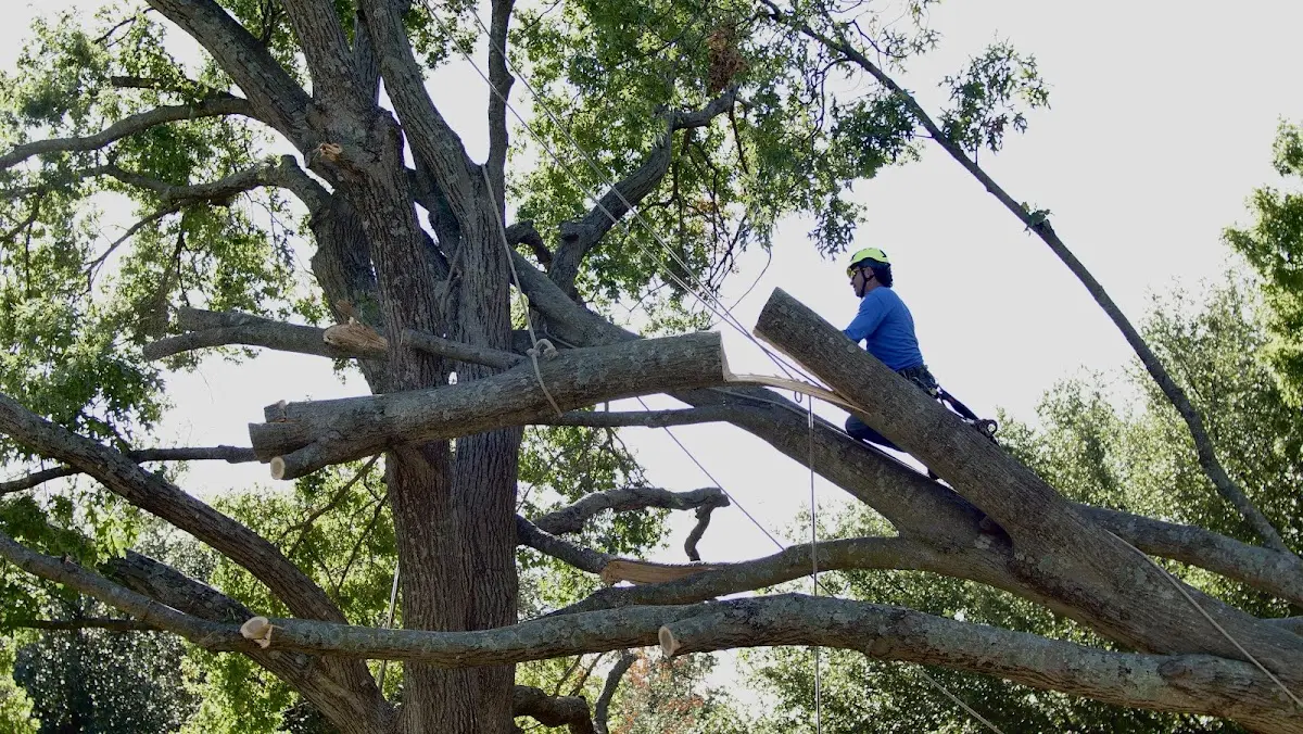 Professional Crown Thinning performed by certified arborists in Tyner